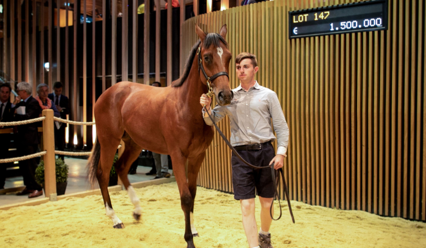 The Most Expensive Racehorses Ever Sold