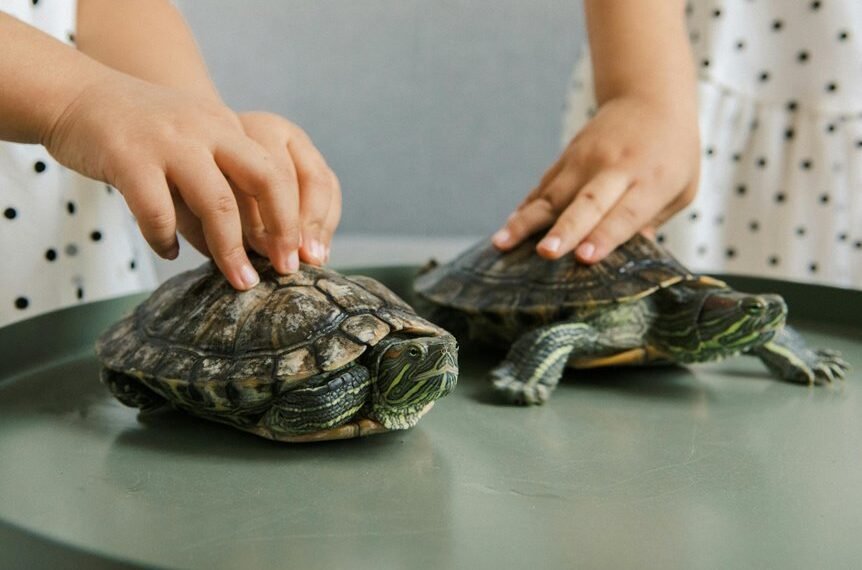 curious cherry inspired username