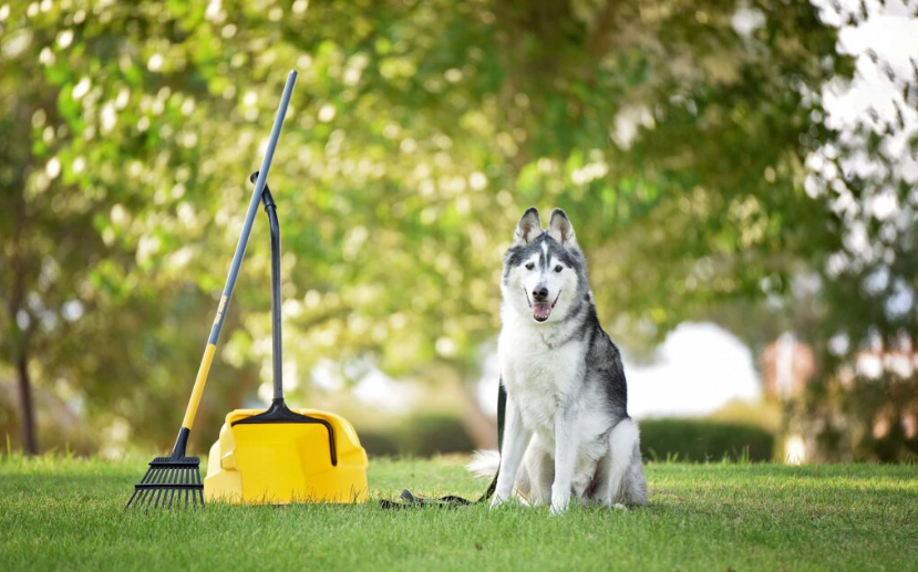 Pet Waste Removal