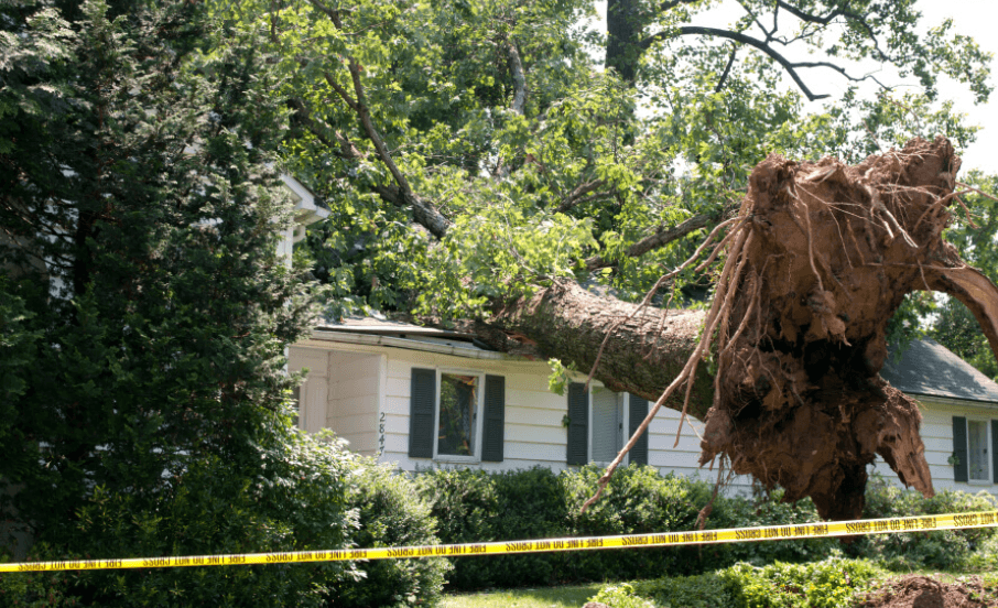 What to Do Immediately After a Tree Falls on Your Property