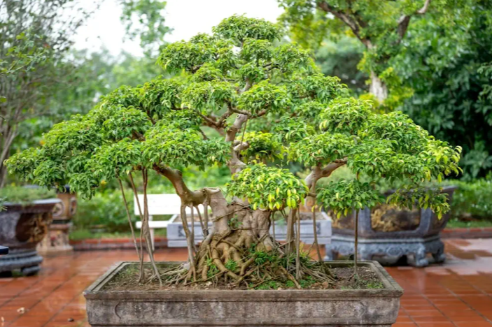 Why Source Matters: The Truth About Bonsai Tree Quality